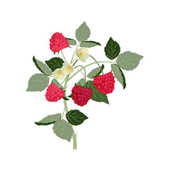 Red raspberry bush. Vector illustration on white isolated background.