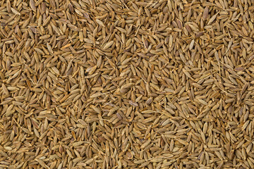 Cumin seeds in black background