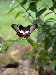 butterfly on a flower