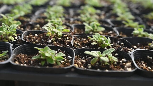 shoots of herb plants growing in the greenhouse