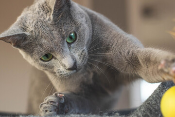 Russisch Blau Katze