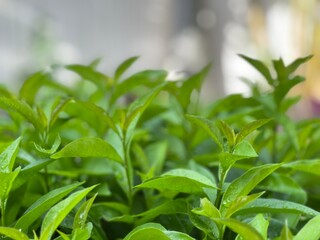 Fototapeta na wymiar close up of fresh herbs