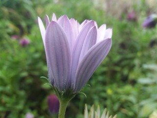 Fototapeta premium osteospermum