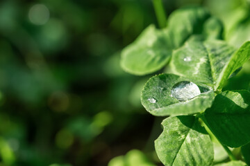 Green clover leaves, macro dew drops. St. Patrick's Day. Blurred background with shamrock leaves. The concept of summer, morning freshness. Soft focus sun, summer natural background of green grass