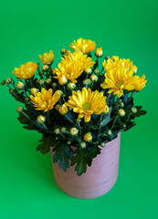 Bouquet of yellow chrysanthemums in a wooden vase isolated on a green background. Postcard with place for text. Autumn flowers, flowerbot close-up. Grow a flower at home. Copy space.
