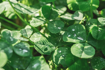 Fototapeta na wymiar Green clover leaves, macro dew drops. St. Patrick's Day. Blurred background with shamrock leaves. The concept of summer, morning freshness. Soft focus sun, summer natural background of green grass