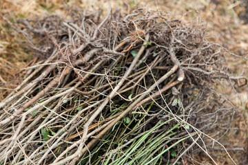 Tree planting is the process of transplanting tree seedlings, generally for forestry, land reclamation, or landscaping purpose