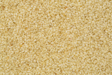 Sesame seeds in studio close up