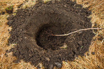 Tree planting is the process of transplanting tree seedlings, generally for forestry, land reclamation, or landscaping purpose