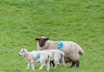 female sheep with her young lamb, facing forward in green meadow. The little lamb is nuzzling up to her mother