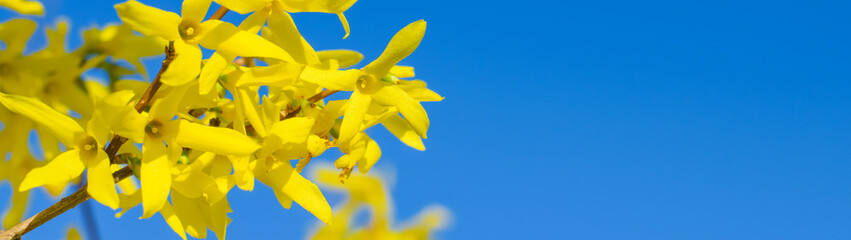 Forsythia blooming flowers on sunny blue sky backgroundbanner with copy space