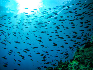 Fototapeta na wymiar Underwater big group of black fish swimming in sun rays around rocks scene in blue clear waters of Ionian Sea in Greece. Diving, watching fish deep in wild sea