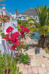 Fototapeta na wymiar Traditional alley with narrow street, whitewashed houses and a blooming bougainvillea in Avlemona Kythira island, Greece.