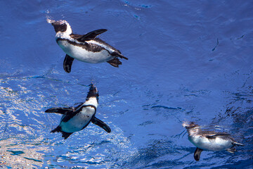 Low angle view of penguins swimming on blue water surface　水族館の水槽で泳ぐペンギンの群れ