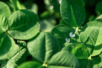 Green clover leaves, macro dew drops. St. Patrick's Day. Blurred background with shamrock leaves. The concept of summer, morning freshness. Soft focus sun, summer natural background of green grass