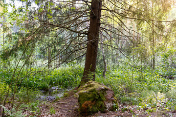 Landscape with an old tree and a stone covered with moss. The sun shines through the branches of trees in the forest