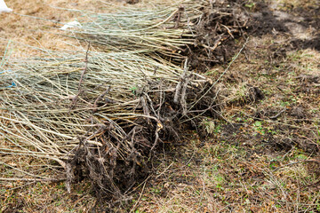 Tree planting is the process of transplanting tree seedlings, generally for forestry, land reclamation, or landscaping purpose
