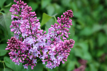 Lilac flowers closeup. Spring blossom and green leaves on blurred background