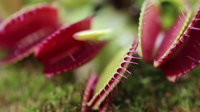 Venus flytrap (Dionaea muscipula) close-up .Carnivorous plants.Indoor flowers. Venus flytrap leaves and flowers close-up