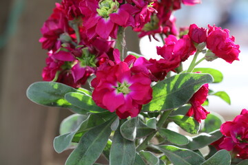早春の花壇に咲く濃いピンク色のストックの花