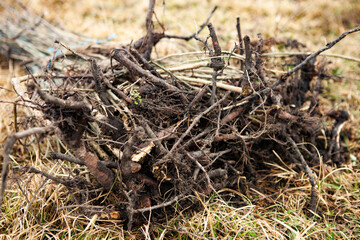 Tree planting is the process of transplanting tree seedlings, generally for forestry, land reclamation, or landscaping purpose