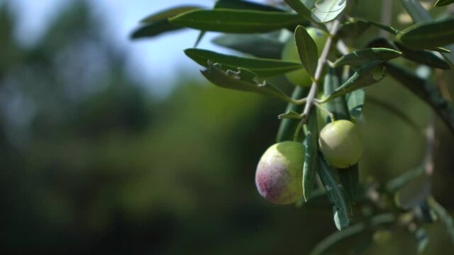Closeup view 4k stock video footage of green branches of oil tree growing in grove outdoor