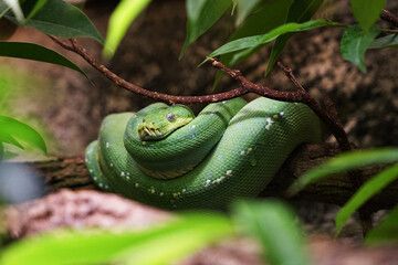 Emerald tree boa (Corallus caninus) green colour snake sitting on bench in rainforest of South America