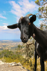 Eine schwarze Ziege in den Bergen von Mallorca schaut neugierig ins Bild
