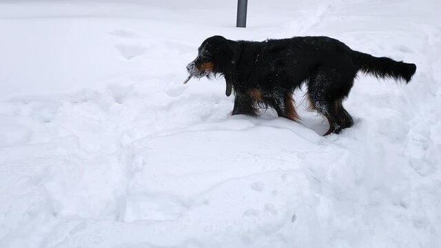 A black setter dog digs in the snow, finds a stick and begins to chew it.