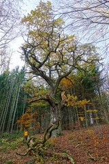 400 years old german Oak (Quercus robur) in autumn color- Natural monument near Gerbershausen -