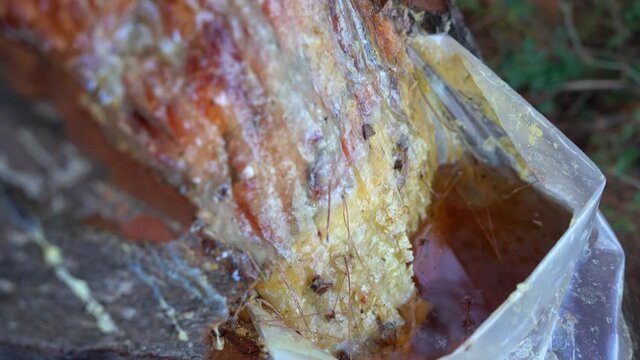 Collecting organic tree resin or tar in wood. Closeup view 4k stock video footage of transparent plastic big bag full of fresh resin. Greece