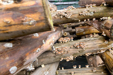 Shiitake mushrooms production on wooden logs, in greenhouses. Organic production.