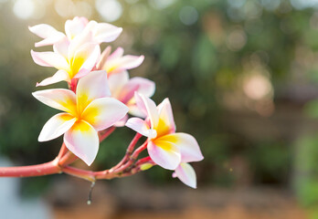 Beautiful Plumeria flower over blurred background with vintage morning warm light, spring season concept, outdoor day light, nature concept background