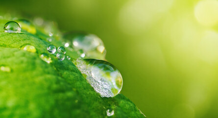 Large beautiful drops of transparent rain water on a green leaf macro. Drops of dew in the morning...