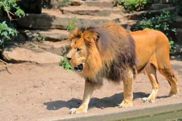 Lion going for a walk. Strong muscles, athletic build.