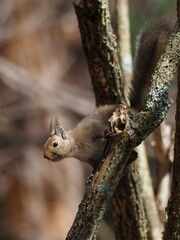 木の上でのんびりくつろぐリス