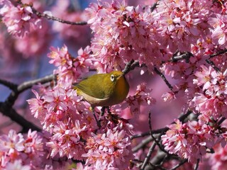 満開のオカメザクラと戯れるメジロ