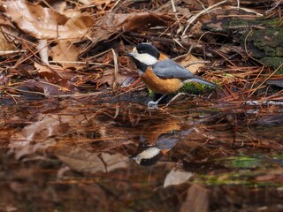 水浴びにやってきたヤマガラ