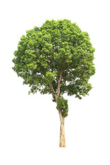 green tree side view isolated on white background  for landscape and architecture layout drawing, elements for environment and garden