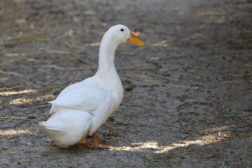 White duck is stay in garden