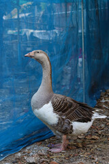 Gray female goose is stay and rest in garden