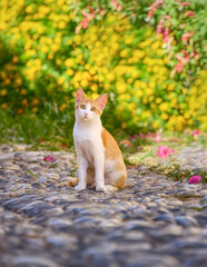 
Alert cat kitten, red tabby with white, sitting on a cobblestone path in front of yellow flowers in the old town of Rhodes, Dodecanese, Greece
