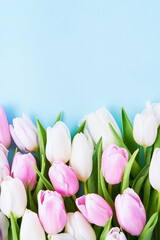 Pink and white tulips on a light blue background. Mothers Day, birthday celebration concept.
