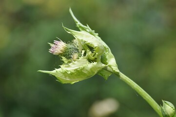 Kohldistel im Thüringer Wald