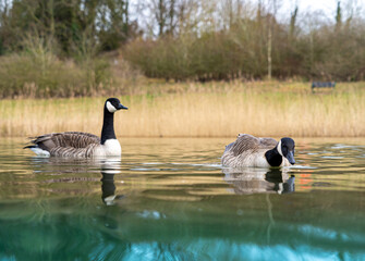 Canadian Geese Goose Low Level close up water level view portrait