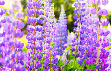 A field of blooming lupine flowers. Sunlight shines on plants. Violet summer flowers, blurred background.