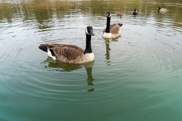 Canadian Geese Goose Low Level close up water level view portrait