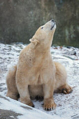 Sitting male polar bear looking up at snowflakes.