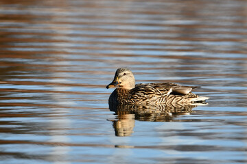 Female Mallard duck on lake