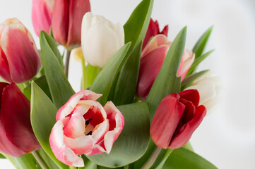 On a white background, a blurred image of tulips in pink-red tones.